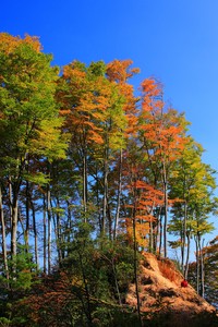 队员在比赛中奋力拼搏，为球队赢得胜利。