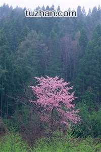 贝桑松队全体发威，力争夺得关键三分